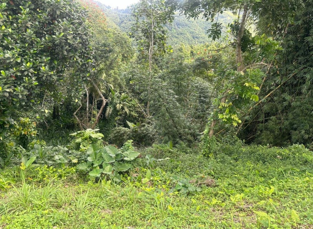 82 Golden Spring, Brooks Level, Golden Spring, Saint Andrew, Golden Spring, Saint Andrew