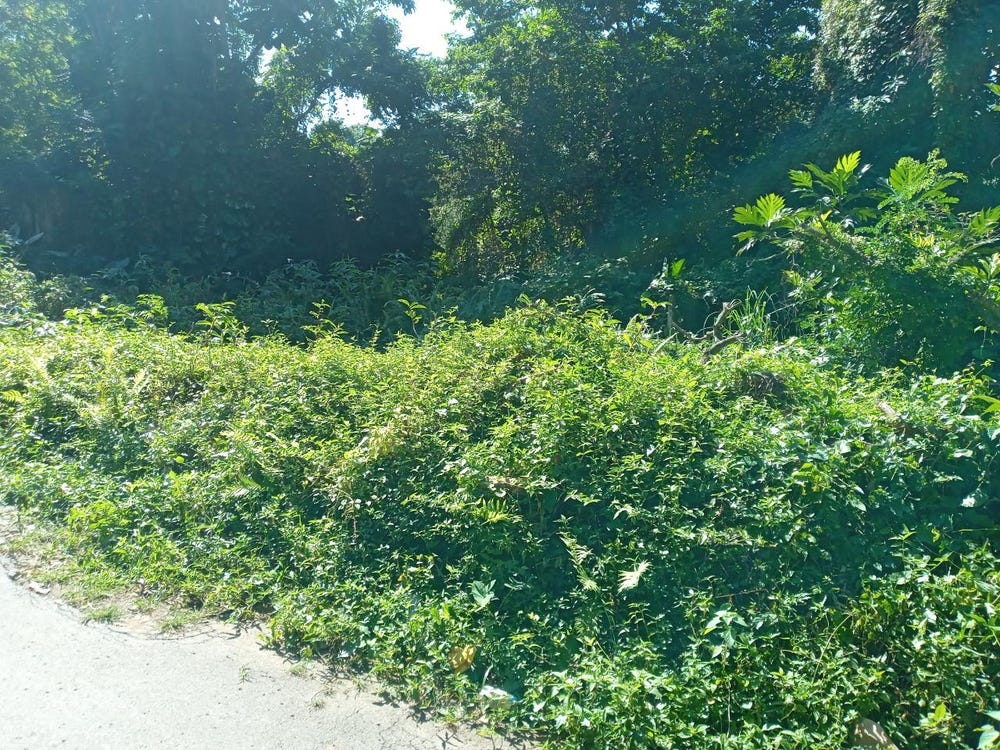 9VXW+V8, Dias, Hanover Parish