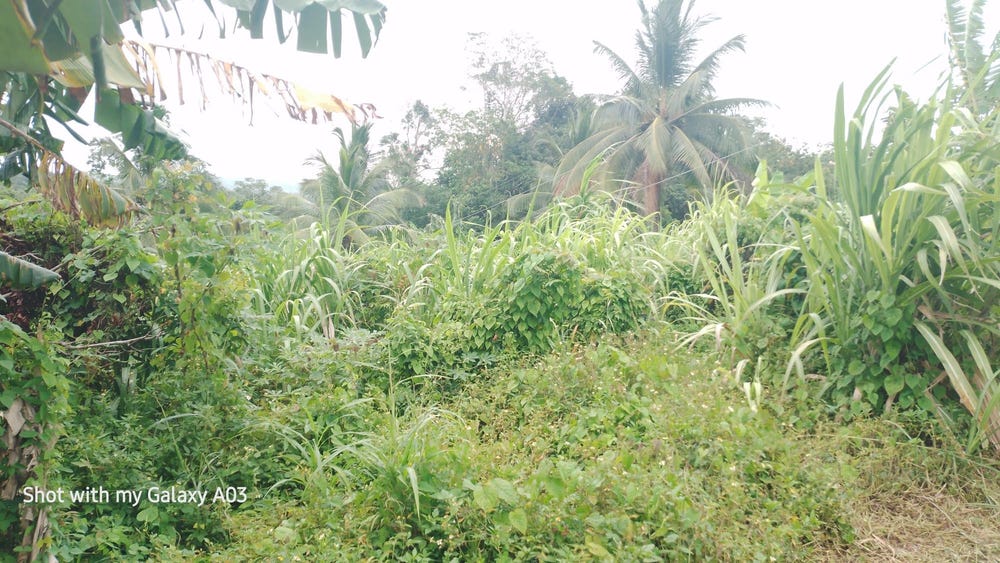 NEW RAMBLE, FREE HILL P.O