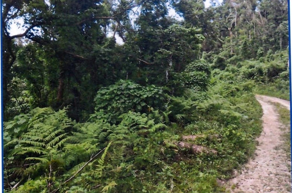 NEW GROUND, Browns Town, St. Ann