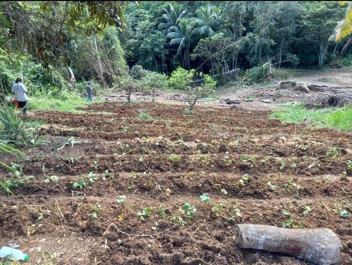 BURTON DISTRICT LINSTEAD