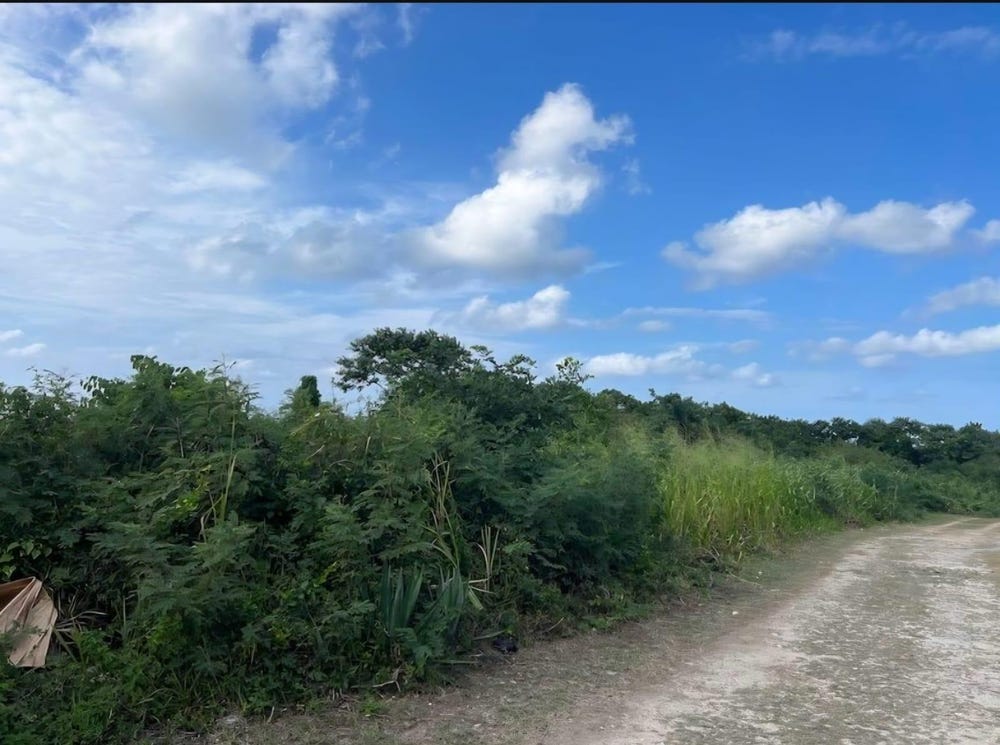 SEAFIELD SALT MARSH, Falmouth, Trelawny