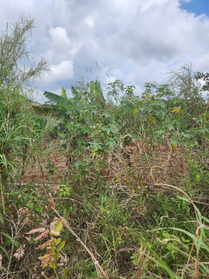 BLENHEIM, SALMON TOWN P A