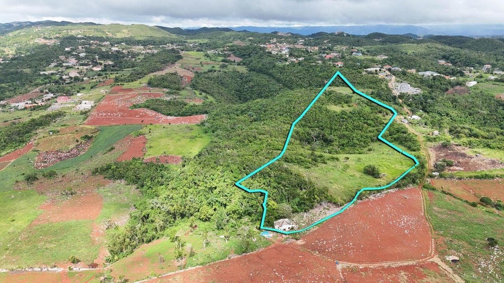 SPUR TREE, MANDEVILLE