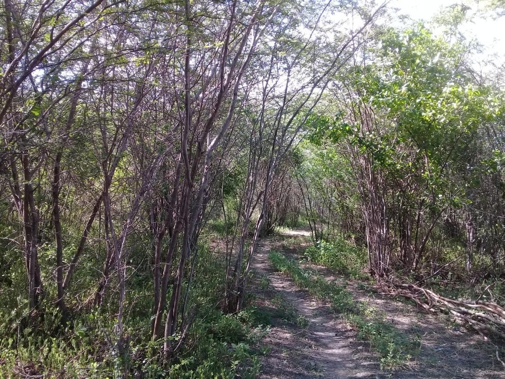 FAIRFIELD ROAD, EBONY PEN