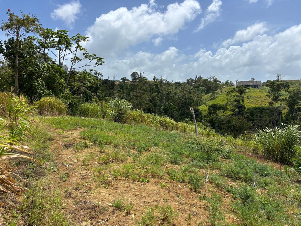 FREE HILL ROAD, Bamboo, St. Ann