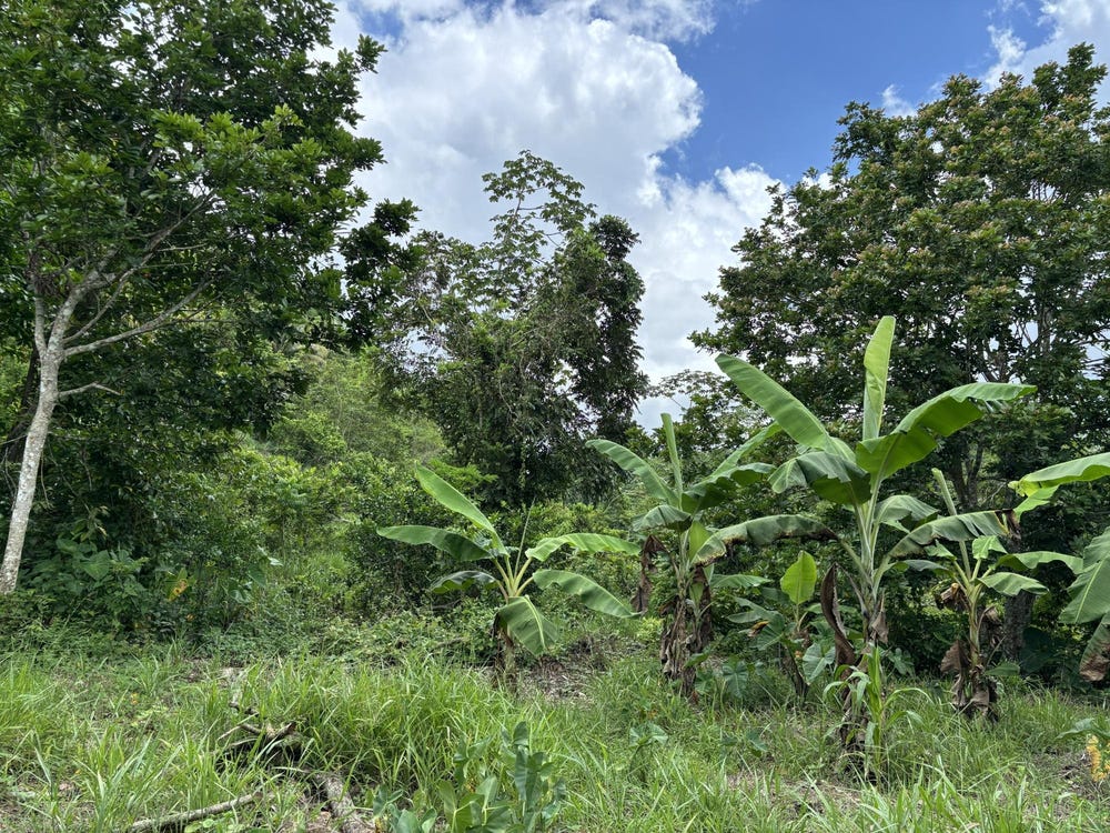 PART OF MOCHO CALLED FOGA, Mocho, Clarendon