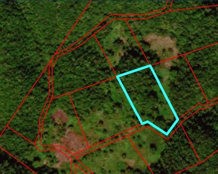 UNITY lot: 198, Bunkers Hill, Trelawny