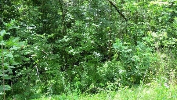 Lot 8 Lowland Glade Dr  