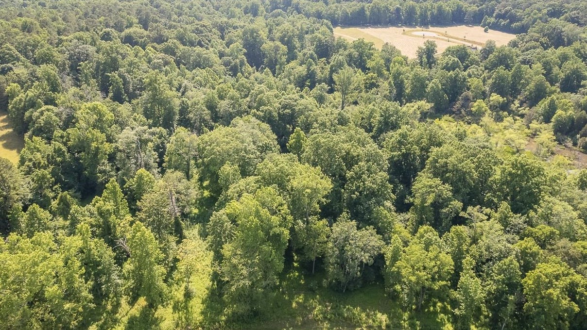 Lot 11 Gallant Fox Xing