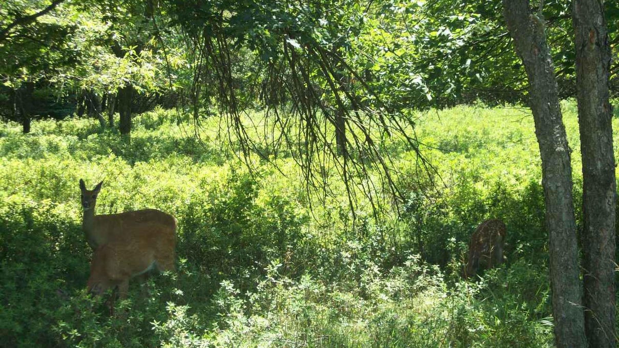 CP991 Sitting Wolf Ln