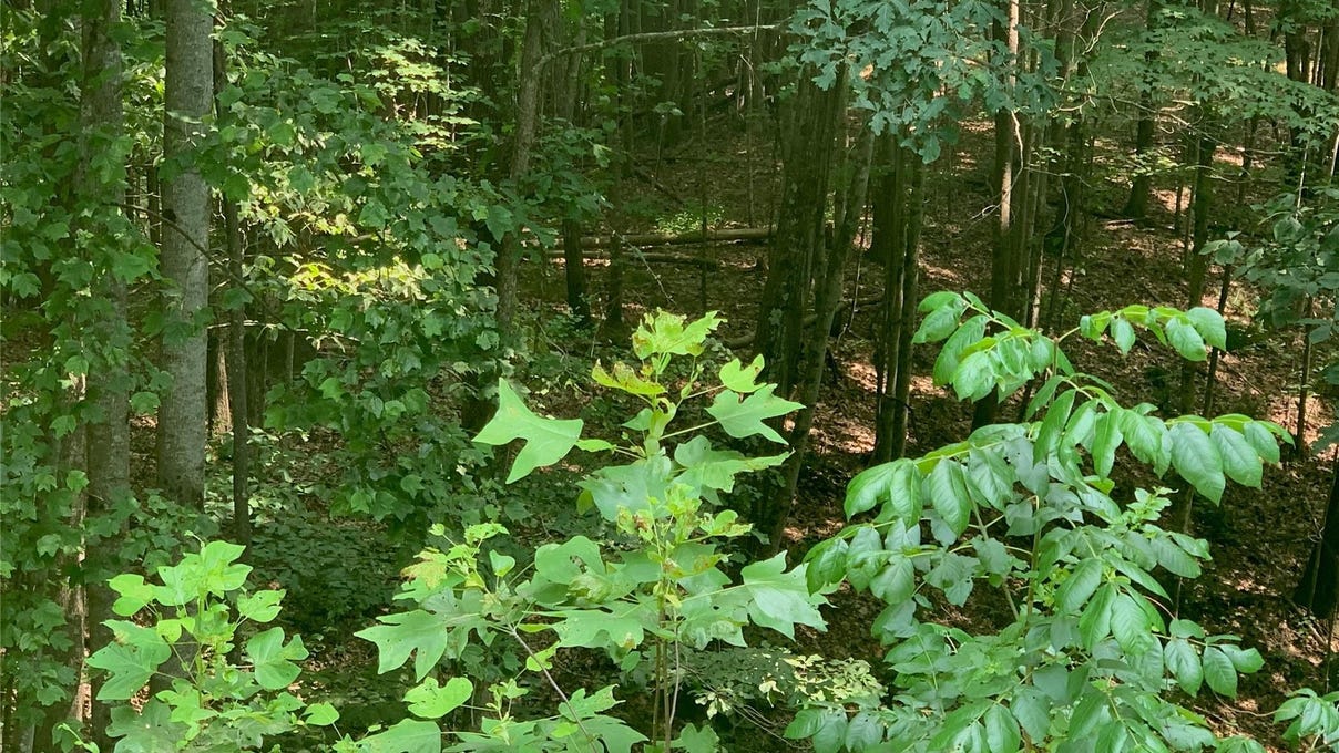 2 88 Acres Lot 46 Round Mtn Pkwy