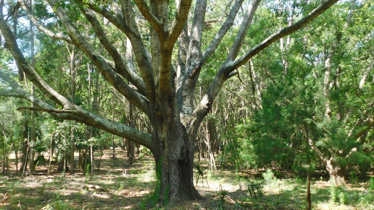 8710 Marsh Aire Lane, Edisto Island, SC 29438 Land for Sale