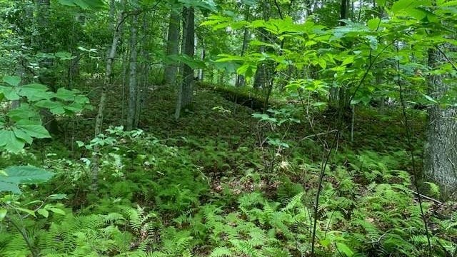 Lot 25 Rainbow Trout