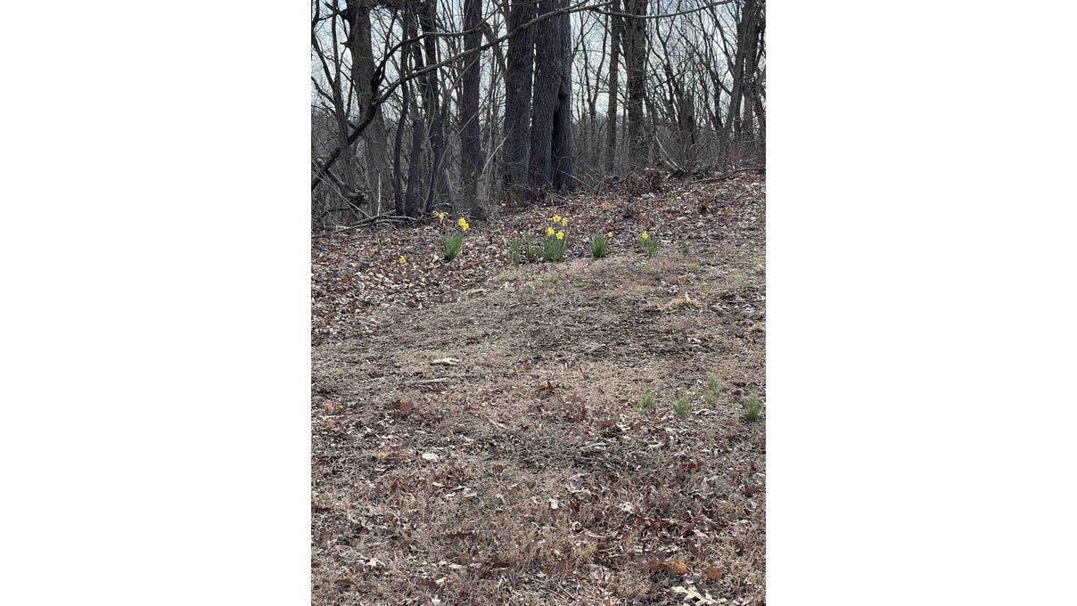 00 Forest Rd, Russellville, AL 35653 Land for Sale