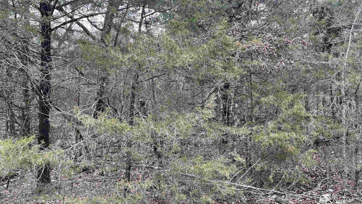 000 Buck Ridge Lane, Williford, AR 72482 Land for Sale