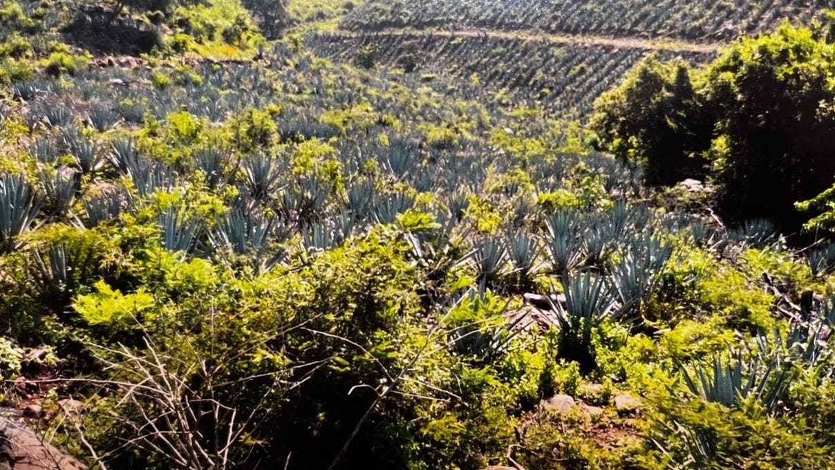 0 PALO FIERRO SAN ANTONIO OCAMPO, Morelia, Michoacán Property for Sale