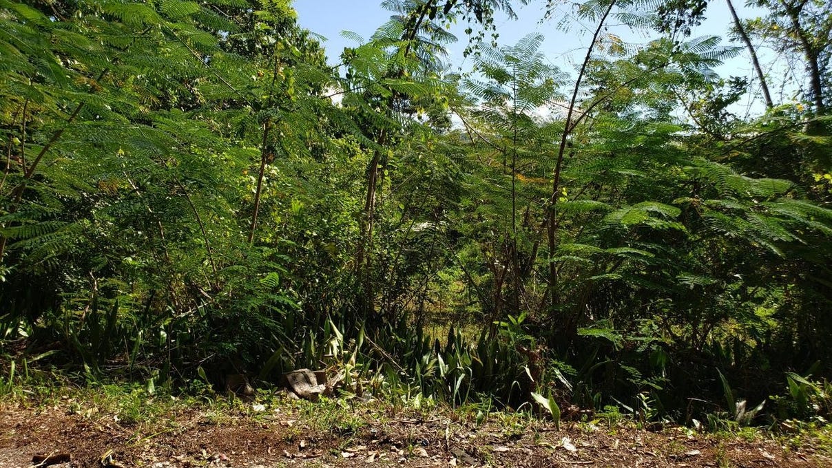 ROYAL FLAT MANCHESTER, Mandeville, Manchester Parish Land for Sale