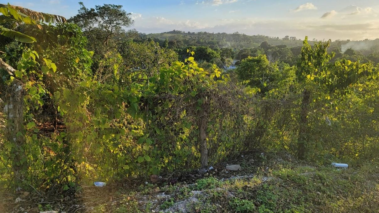 EDDERSFIELD, MANGO VALLEY, Boscobel, St. Mary Parish Land for Sale